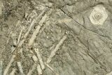 Pennsylvanian Fossil Urchin and Crinoid Plate - Texas #283706-4